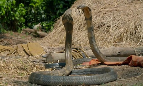 7 loài rắn độc nhất thế gian, trong đó số 2 ở Việt Nam rất nhiều - Ảnh 5.