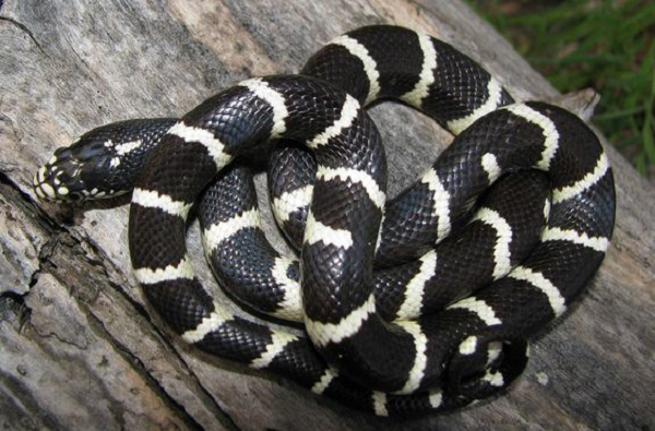 7 loài rắn độc nhất thế gian, trong đó số 2 ở Việt Nam rất nhiều - Ảnh 6.