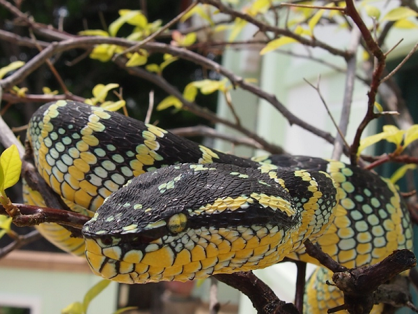 7 loài rắn độc nhất thế gian, trong đó số 2 ở Việt Nam rất nhiều - Ảnh 7.