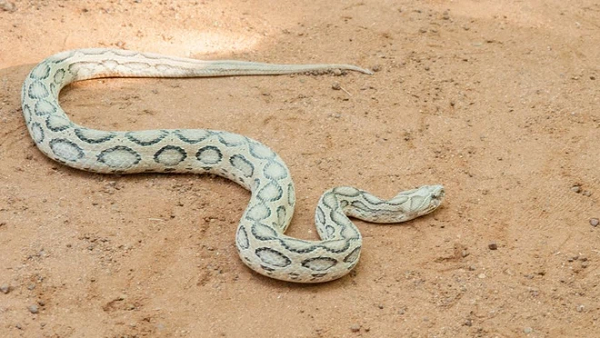 7 loài rắn độc nhất thế gian, trong đó số 2 ở Việt Nam rất nhiều - Ảnh 8.