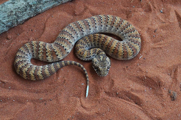 7 loài rắn độc nhất thế gian, trong đó số 2 ở Việt Nam rất nhiều - Ảnh 9.