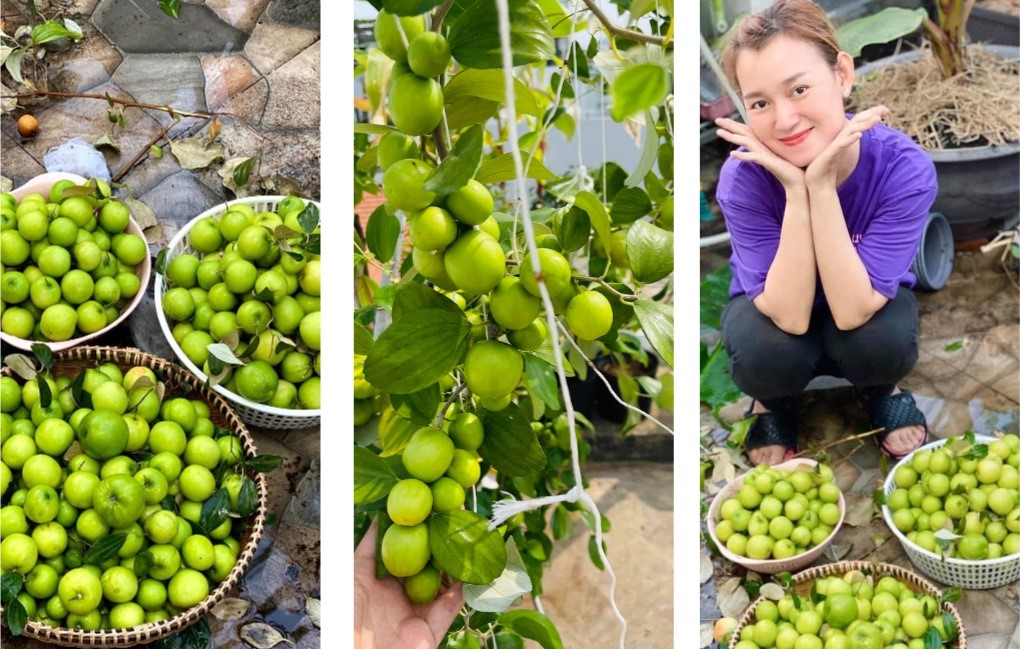 Bỏ túi kinh nghiệm trồng táo trên sân thượng "hái mỏi tay không hết" của mẹ đảm Sài Gòn - Ảnh 2.