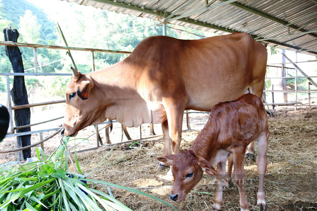 Bất ngờ đàn bò tót lai F1 từng khiến dự luận dậy sóng sau khi về với tự nhiên - Ảnh 5.