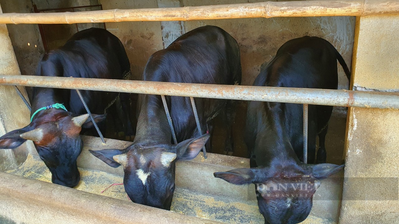 Thanh Hóa: Vay vốn Quỹ hỗ trợ nông dân nuôi bò sinh sản, nông dân ngày càng khá giả - Ảnh 2.