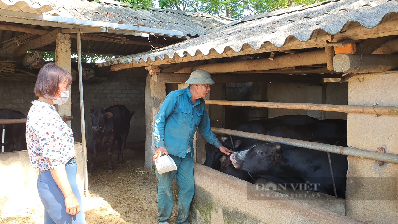 Thanh Hóa: Vay vốn Quỹ hỗ trợ nông dân nuôi bò sinh sản, nông dân ngày càng khá giả - Ảnh 4.