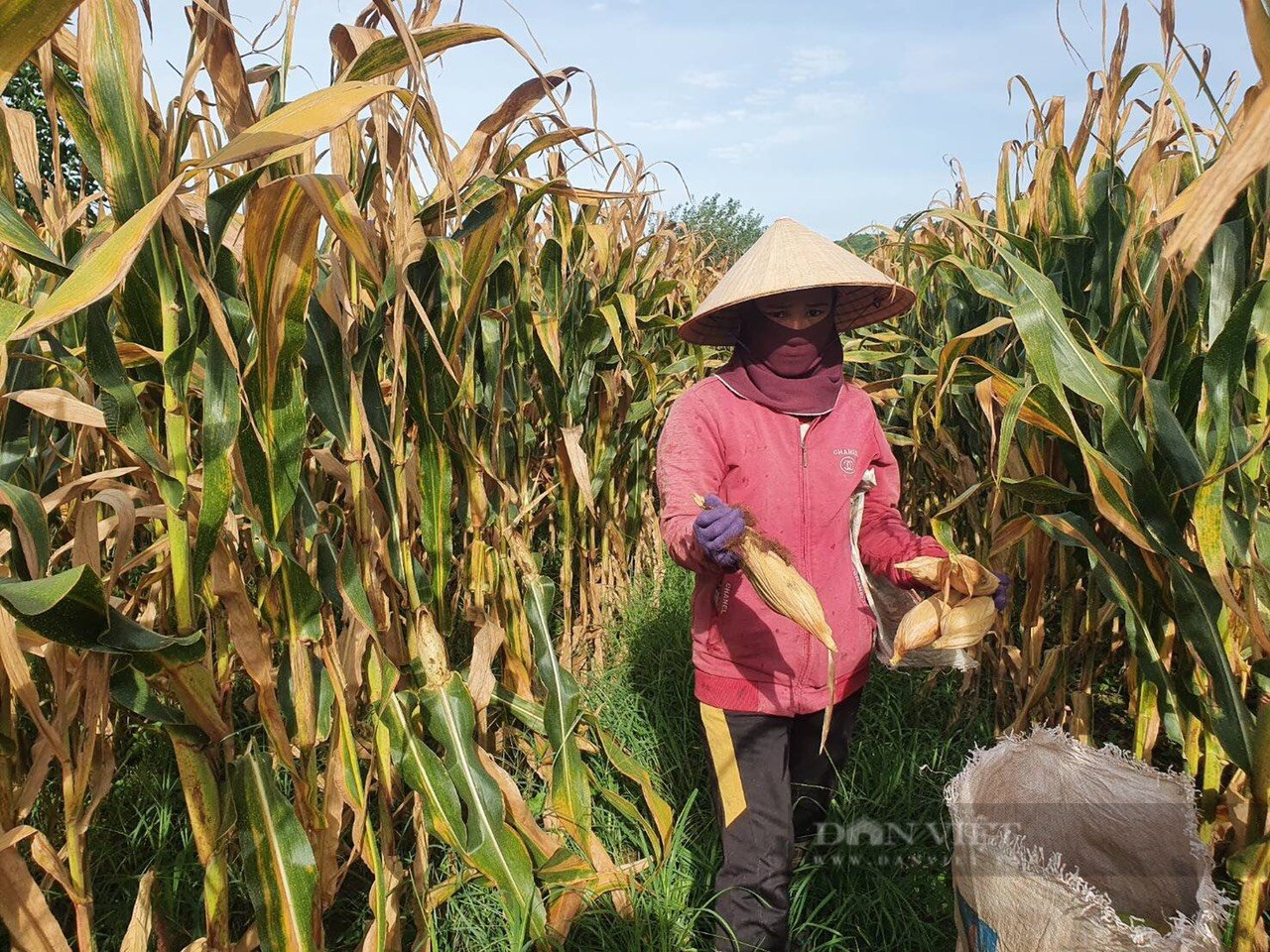 Giống ngô F1 công nghệ cao ở Đắk Nông cho hiệu quả kinh tế vượt trội - Ảnh 2.