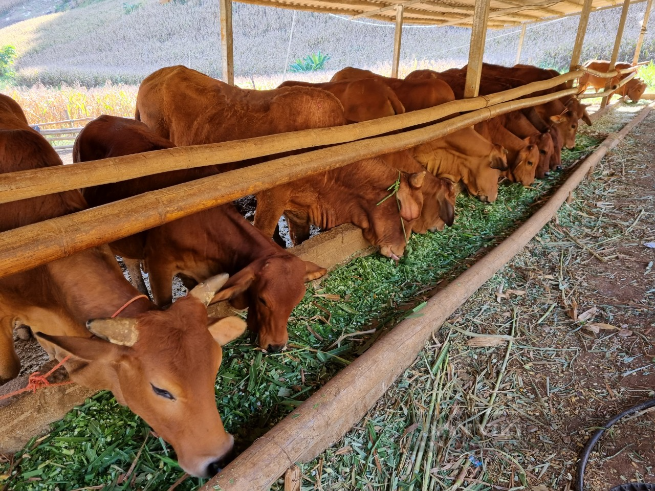 Chàng trai Mông Sơn La quyết tâm đánh thức vùng đất “chó ăn đá, gà ăn sỏi”, sau khi đi Israel - Ảnh 4.