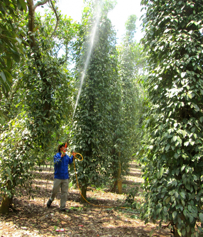 Giá tiêu hôm nay 5/10: Hồ tiêu lên giá, mách mẹo hạn chế tiêu rụng bông, rụng gié hàng loạt - Ảnh 2.