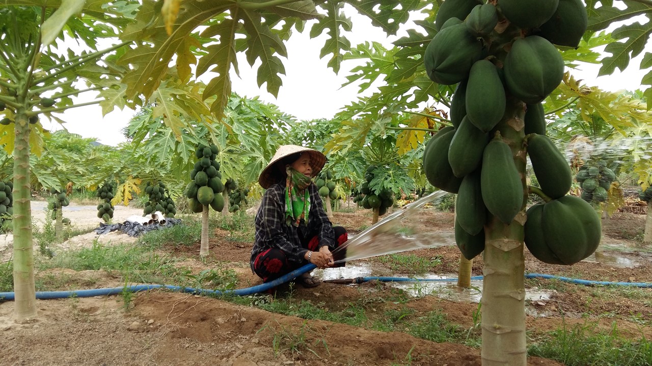 Phú Yên: Trồng đu đủ lùn, cây thấp tè đã ra trái quá trời, mỗi năm nông dân thu hàng trăm triệu - Ảnh 1.