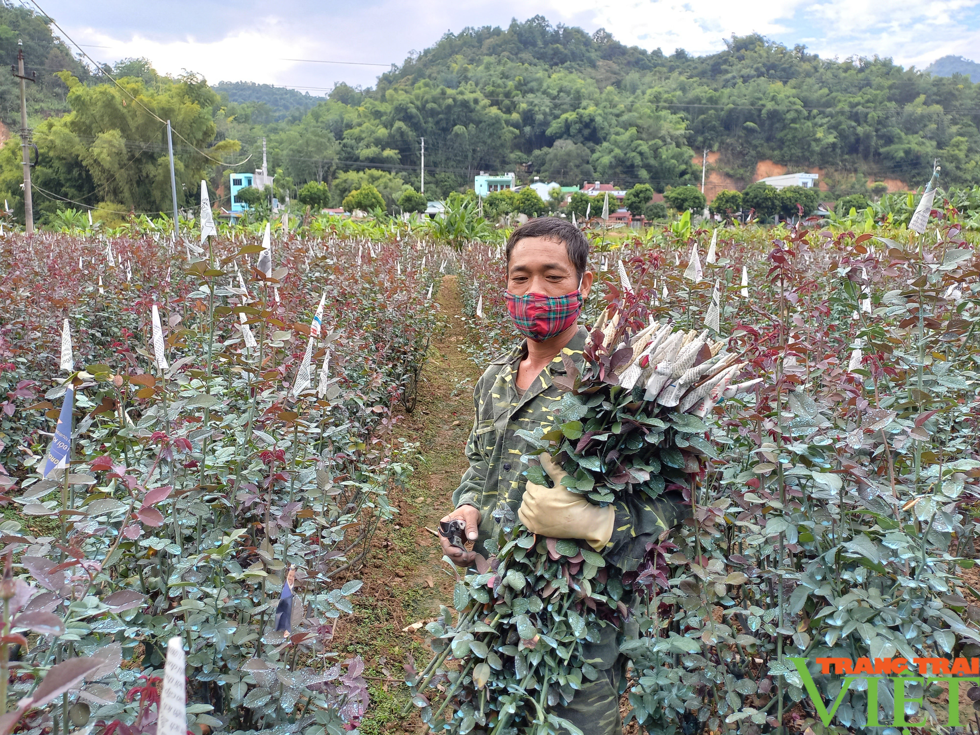 Nông dân Tây Bắc: Người trồng hoa ở Sơn La phấn khởi vì giá bán hoa tăng đột biến - Ảnh 2.