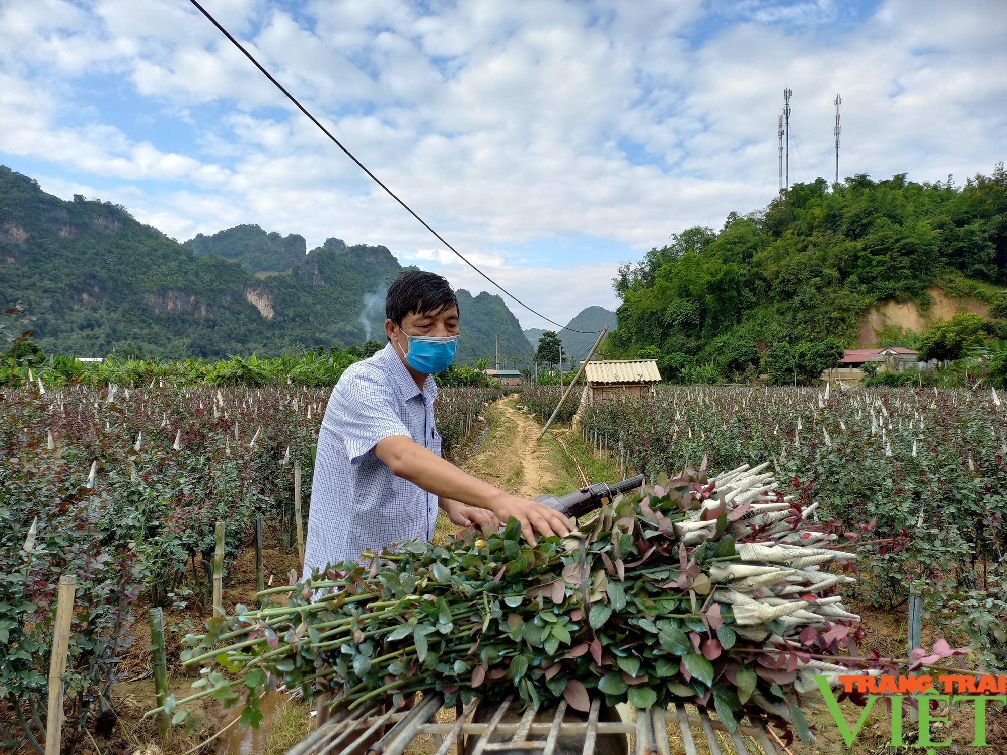 Nông dân Tây Bắc: Người trồng hoa ở Sơn La phấn khởi vì giá bán hoa tăng đột biến - Ảnh 7.