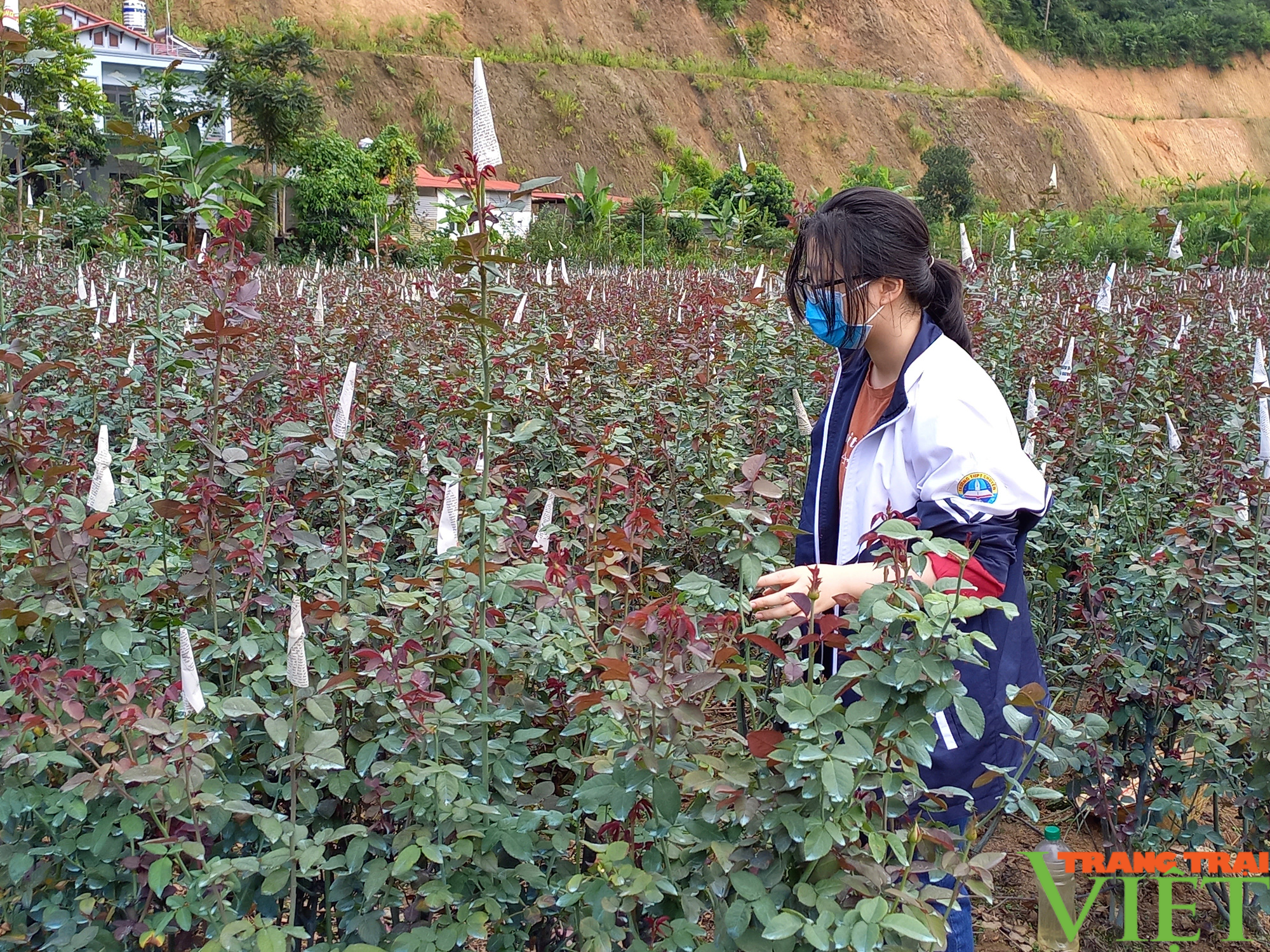Nông dân Tây Bắc: Người trồng hoa ở Sơn La phấn khởi vì giá bán hoa tăng đột biến - Ảnh 8.