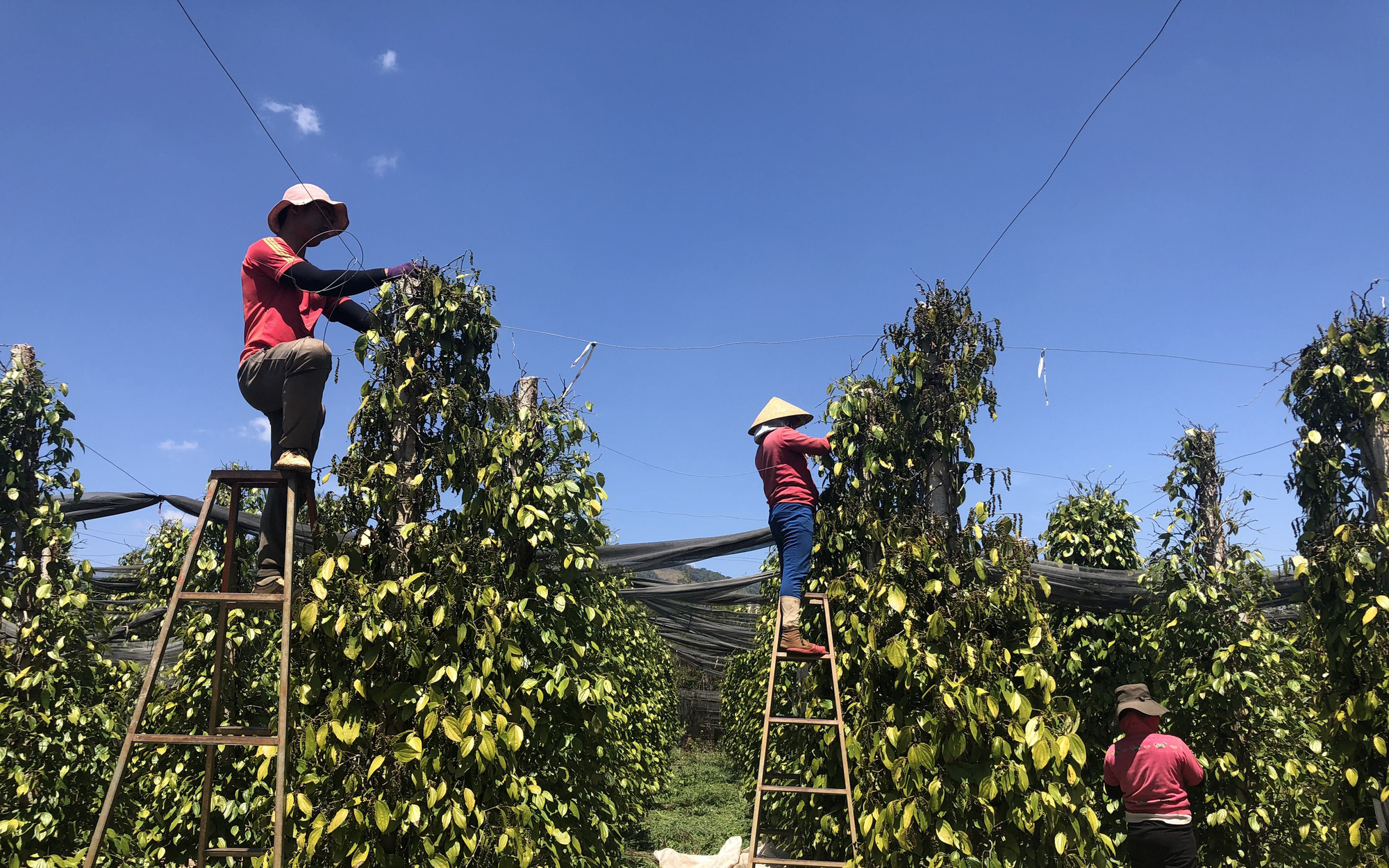 Giá tiêu hôm nay 7/10: Lên gần 85.000 đồng/kg, có nhà còn bán tiêu xô giá 90.000 đồng/kg