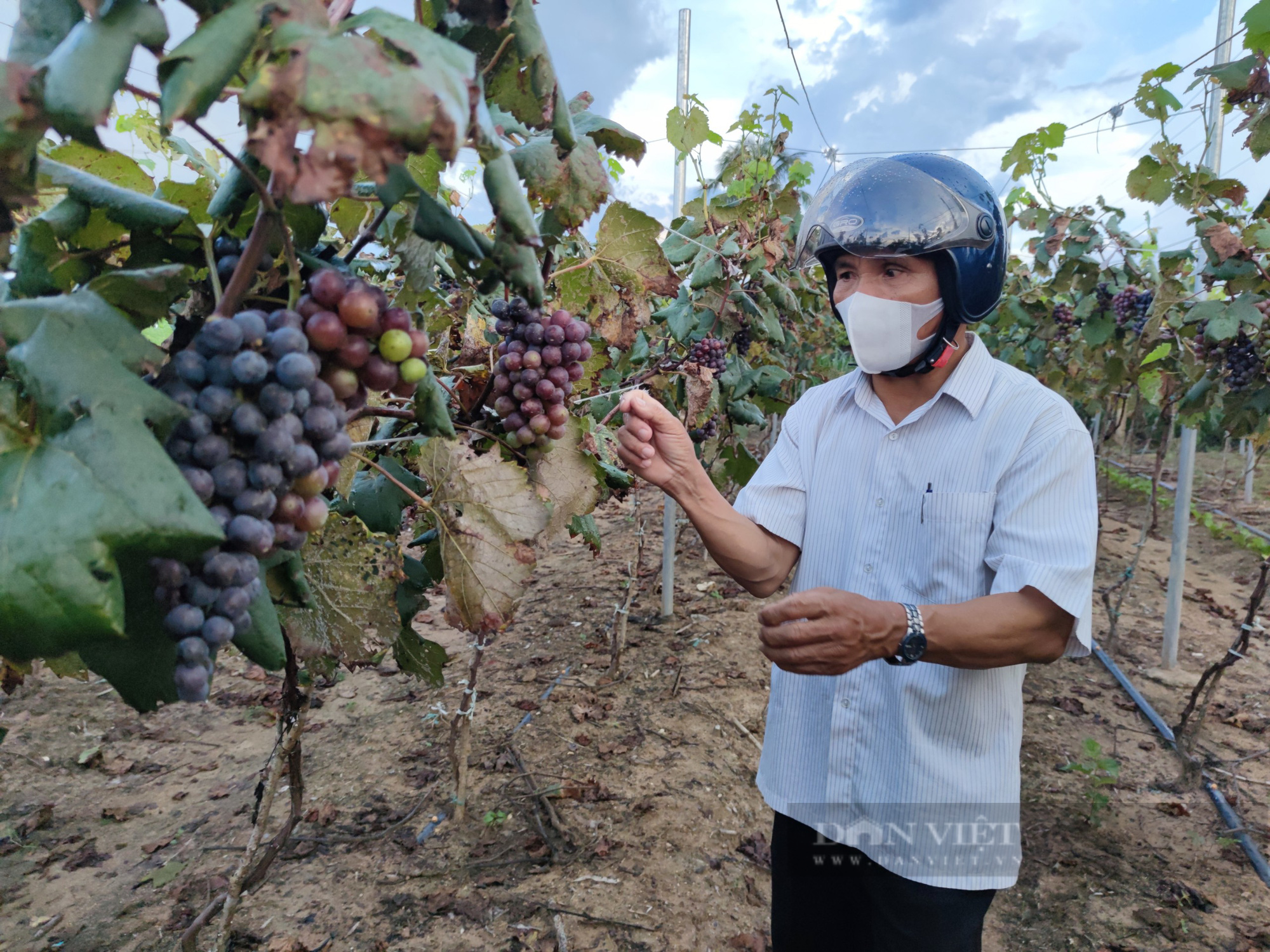 Gia Lai: Người phụ nữ chân đất U60 bỏ hàng trăm triệu tiên phong trồng nho hạ đen - Ảnh 7.