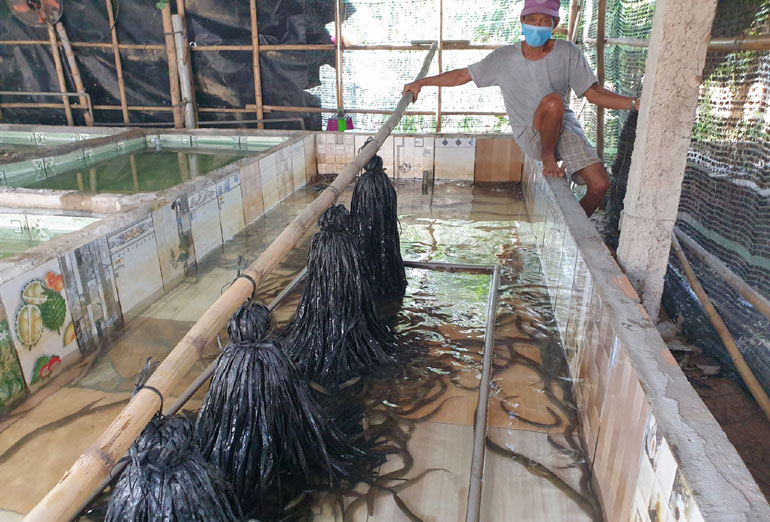 Nuôi lươn không bùn trong bể xi măng, một nông dân tỉnh Phú Yên khá giả hẳn lên - Ảnh 1.