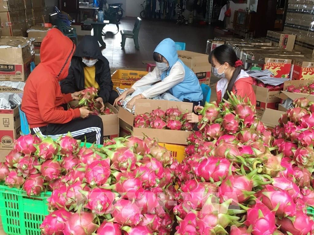 Tin vui: Thanh long Bình Thuận chính thức có giấy thông hành vào thị trường khó tính nhất thế giới Nhật Bản - Ảnh 3.