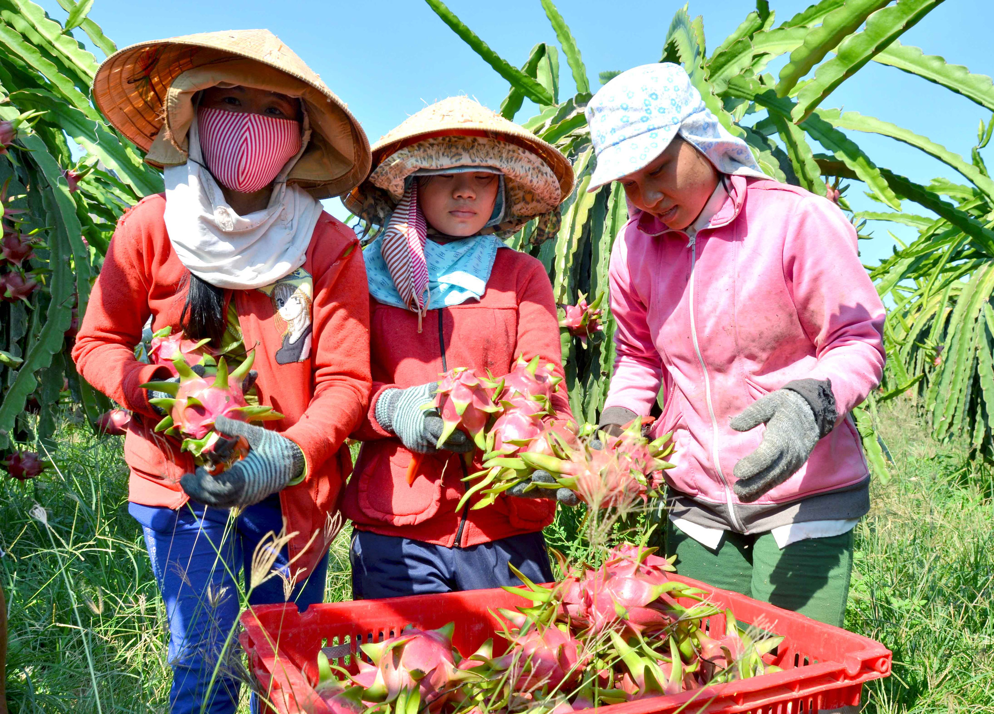 Trung Quốc cũng đang tăng tốc trồng thanh long - Ảnh 1.