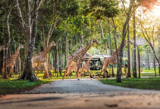 Một ngày vào vai “nhà động vật học” giữa “thiên đường hoang dã” Vinpearl Safari - Ảnh 7.