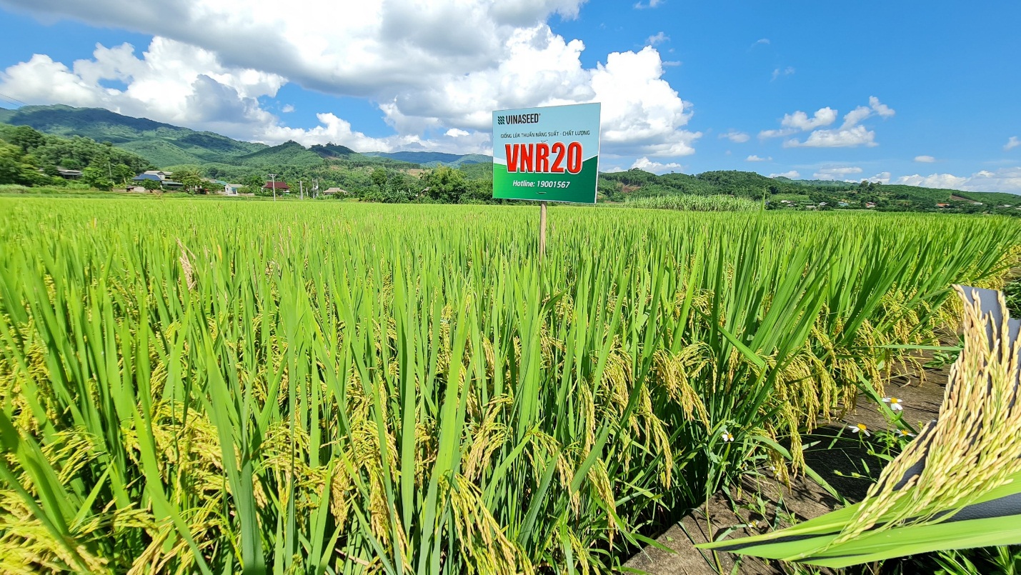 Bắc Ninh: Trồng giống lúa VNR20 năng suất cao, được bao tiêu sản phẩm nông dân phấn khởi ra mặt. - Ảnh 2.