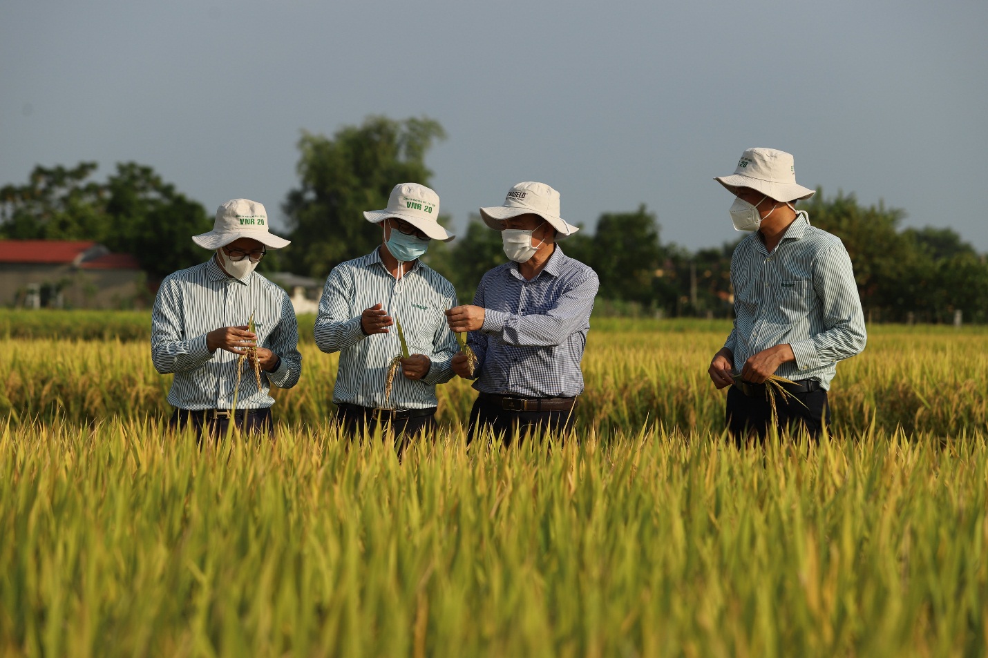 Bắc Ninh: Trồng giống lúa VNR20 năng suất cao, được bao tiêu sản phẩm nông dân phấn khởi ra mặt. - Ảnh 3.