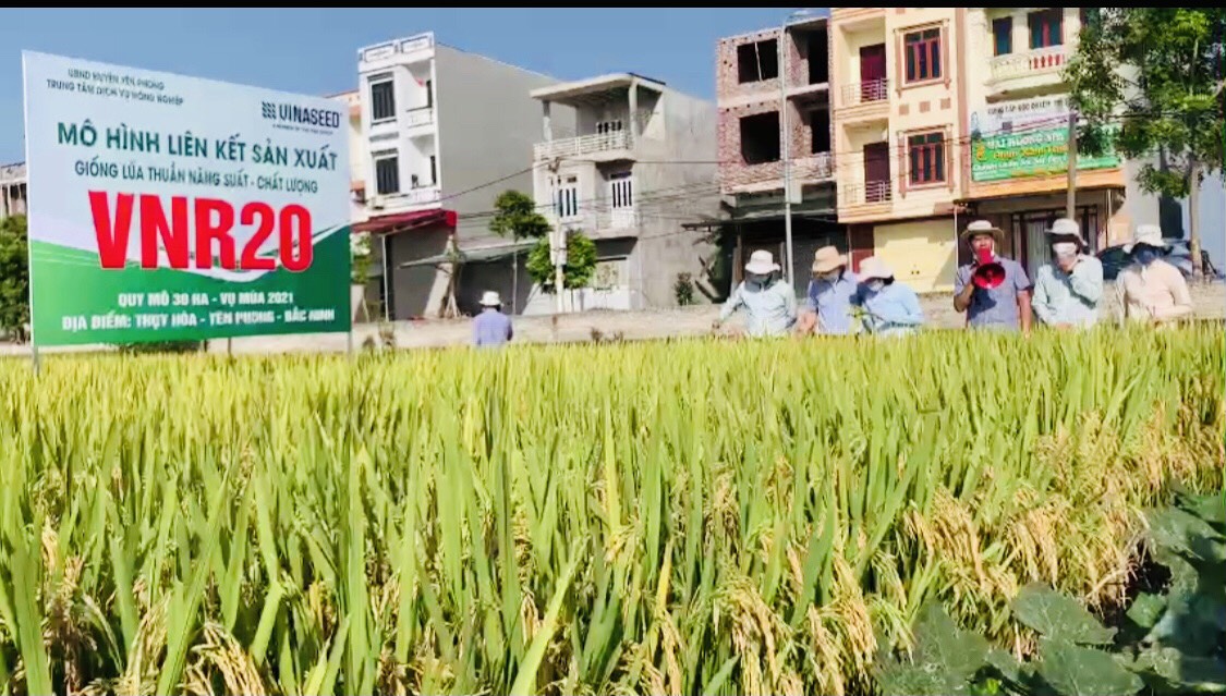 Bắc Ninh: Trồng giống lúa VNR20 năng suất cao, được bao tiêu sản phẩm nông dân phấn khởi ra mặt. - Ảnh 5.