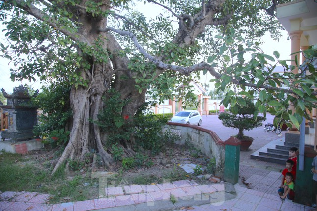 Hà Tĩnh: Cây đa hàng trăm tuổi, có gốc to 10 người ôm được công nhận là &quot;Cây di tích văn hóa Việt Nam” - Ảnh 24.