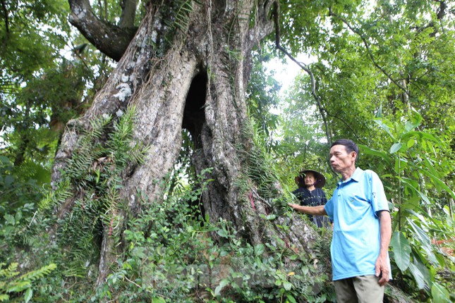 Lạ kỳ cây thị &quot;ăn thề&quot; 700 trăm năm rỗng gốc gắn với giai thoại vua Lê Lợi - Ảnh 25.