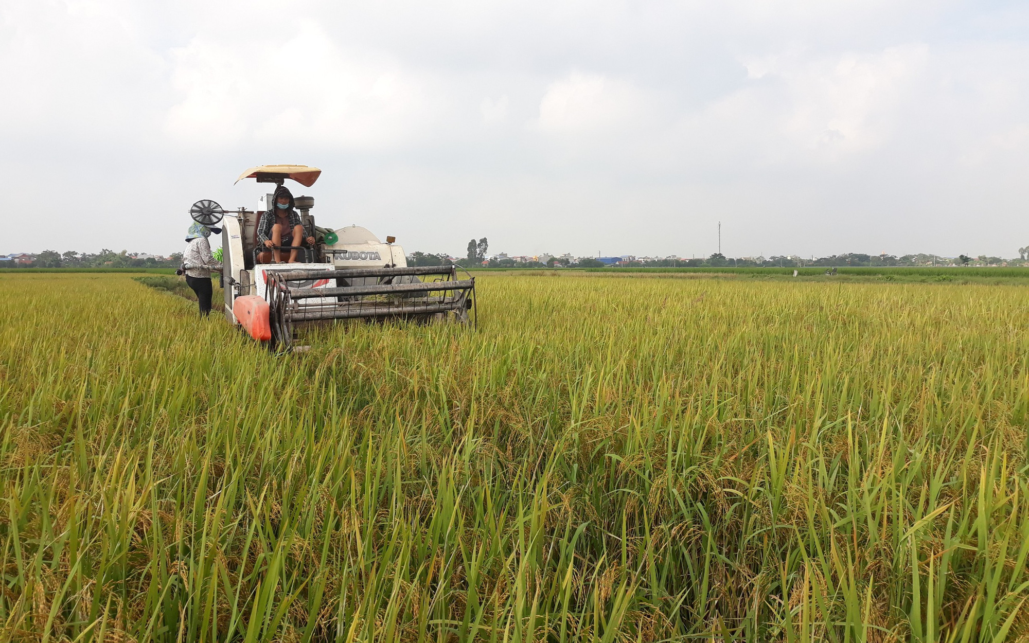 Nam Định: Năng suất lúa cao nhất 5 năm trở lại đây, nông dân phấn khởi 
