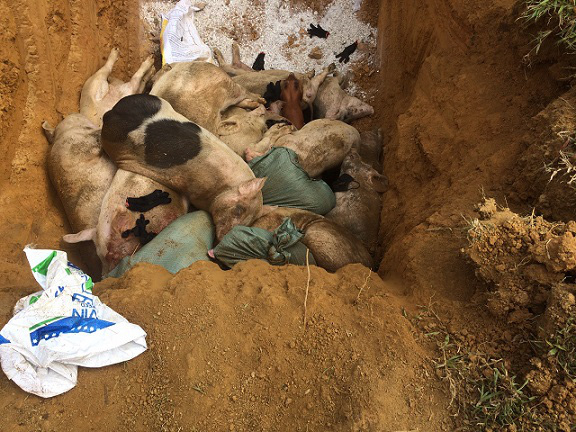Tiêu hủy hơn 9 nghìn con heo do dịch tả lợn châu Phi, Quảng Nam quyết liệt các biện pháp ngăn chặn - Ảnh 2.