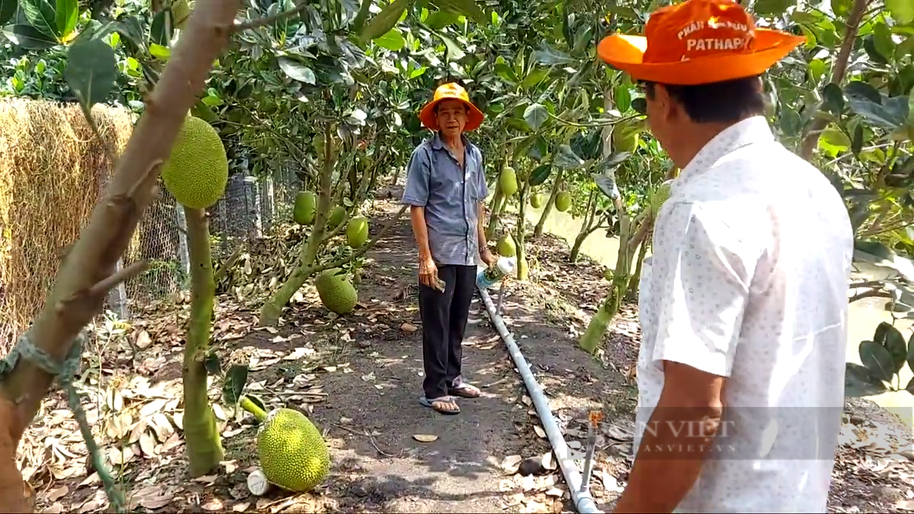 Tiền Giang: Nhờ bí quyết này, ông nông dân trồng mít Thái cho trái to đẹp, lời nửa tỷ mỗi năm  - Ảnh 1.