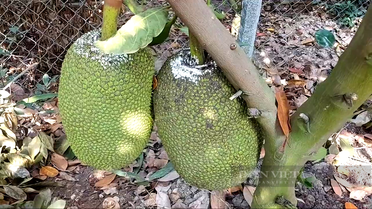 Tiền Giang: Nhờ bí quyết này, ông nông dân trồng mít Thái cho trái to đẹp, lời nửa tỷ mỗi năm  - Ảnh 2.