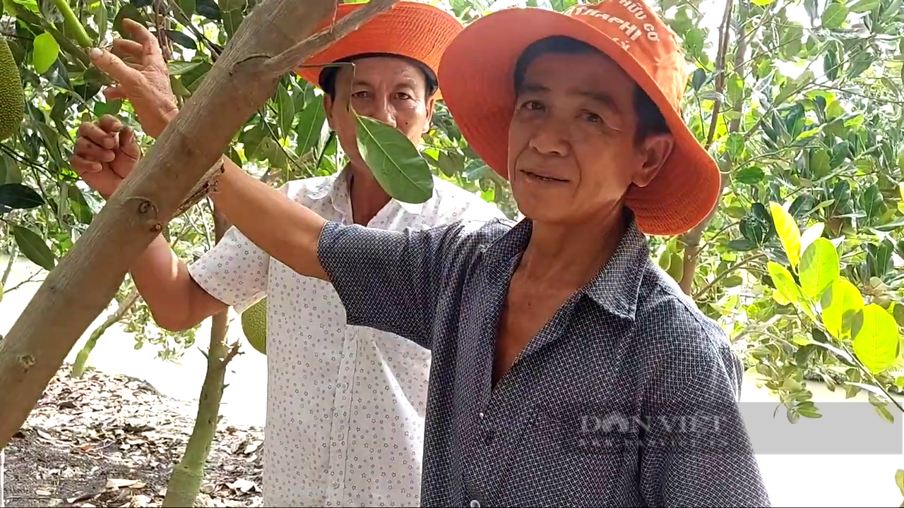 Tiền Giang: Nhờ bí quyết này, ông nông dân trồng mít Thái cho trái to đẹp, lời nửa tỷ mỗi năm  - Ảnh 4.