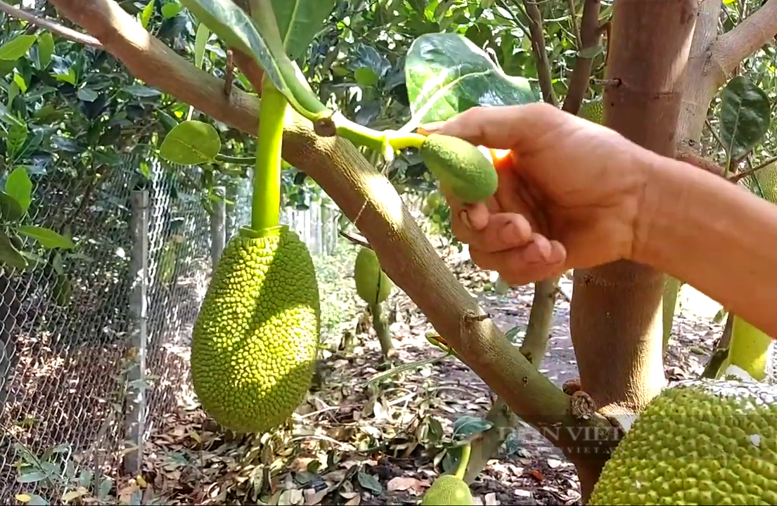 Tiền Giang: Nhờ bí quyết này, ông nông dân trồng mít Thái cho trái to đẹp, lời nửa tỷ mỗi năm  - Ảnh 5.