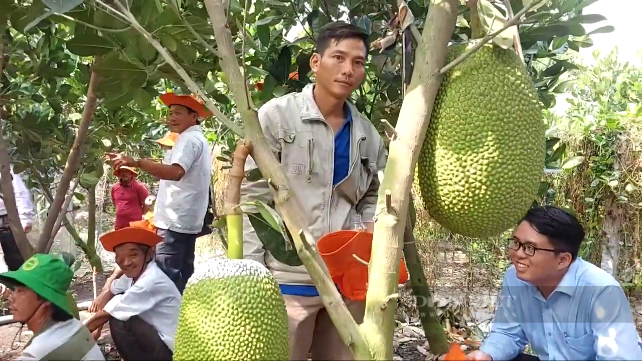 Tiền Giang: Nhờ bí quyết này, ông nông dân trồng mít Thái cho trái to đẹp, lời nửa tỷ mỗi năm  - Ảnh 6.