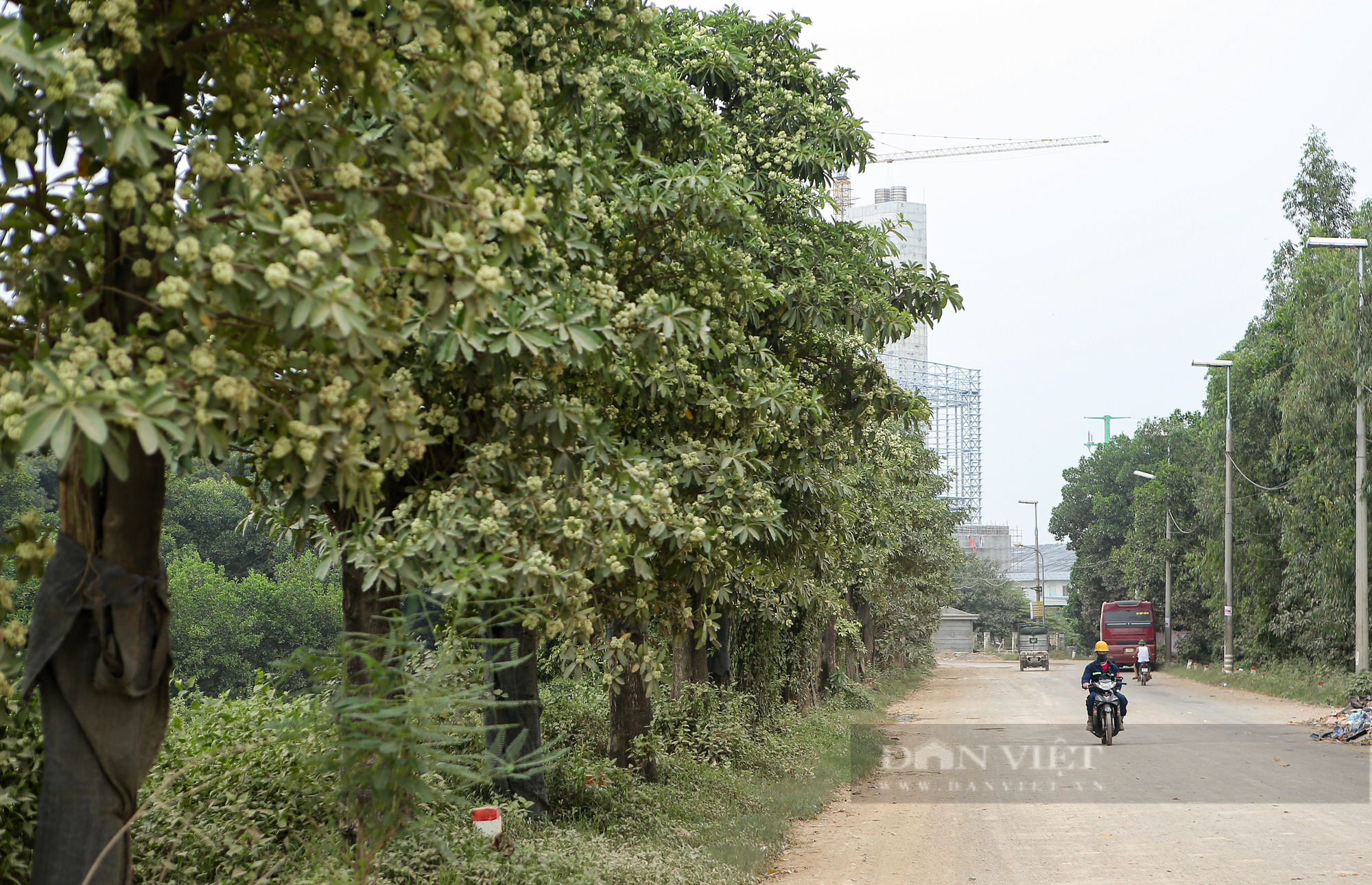 Hàng cây hoa sữa chuyển từ hồ Tây nở hoa giữa bãi rác Nam Sơn - Ảnh 2.