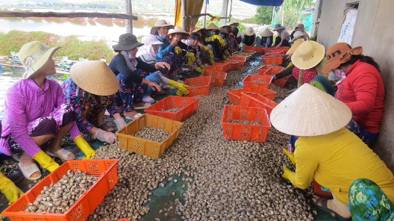 Phú Yên: Đến khổ, bắt nhiều ốc hương nhưng giá bán tuột dốc, nông dân không vui - Ảnh 1.