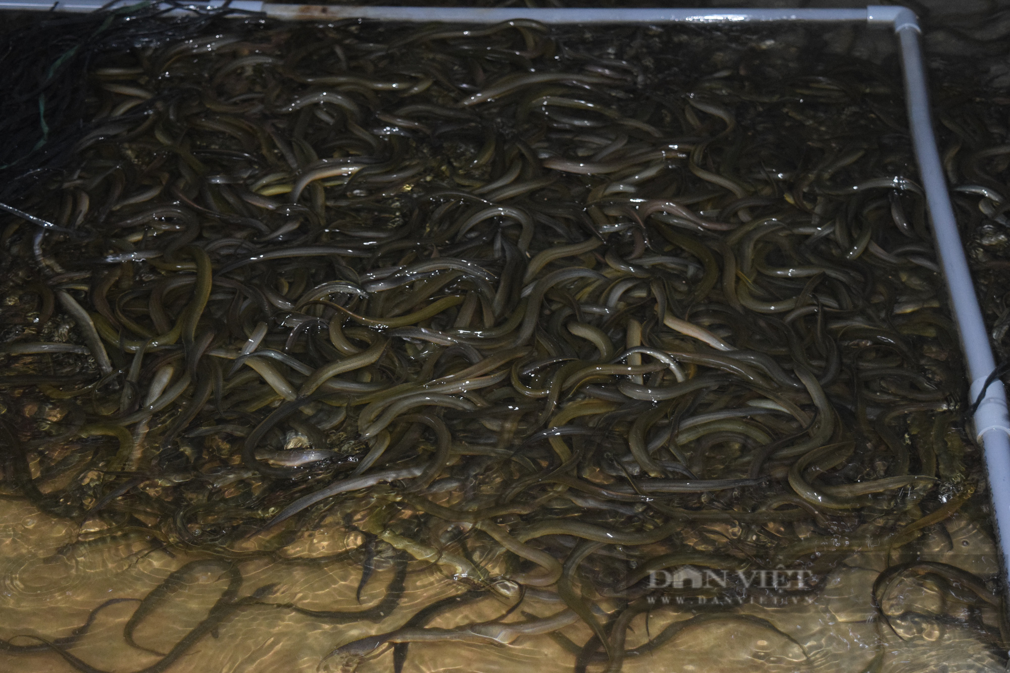 Quảng Bình: Nông dân 9x nuôi lươn trong bể xi măng, vụ đầu tiên đã thu về gần 200 triệu đồng - Ảnh 2.