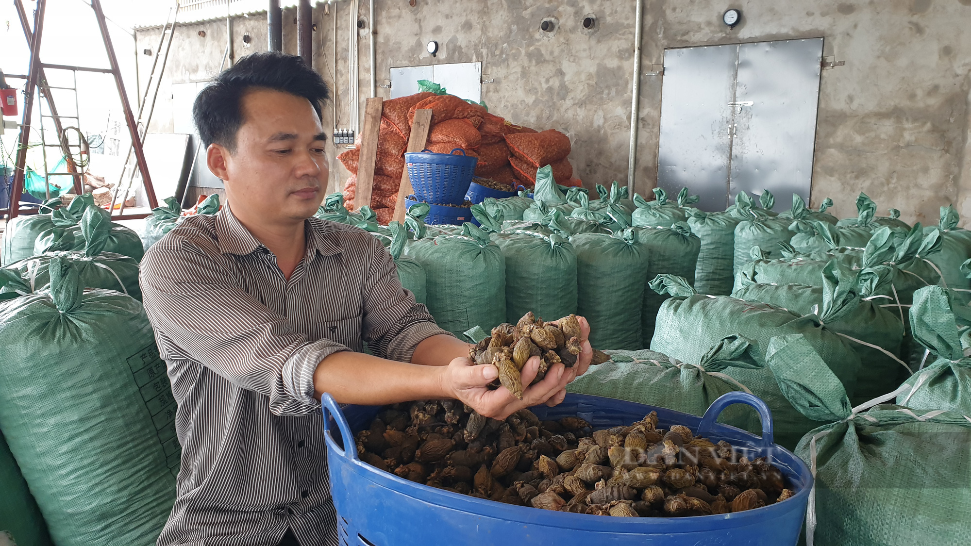 Thanh Hóa: Cau tươi được giá, mỗi cây kiếm nửa triệu, nông dân ở đây mừng như trúng số.   - Ảnh 5.