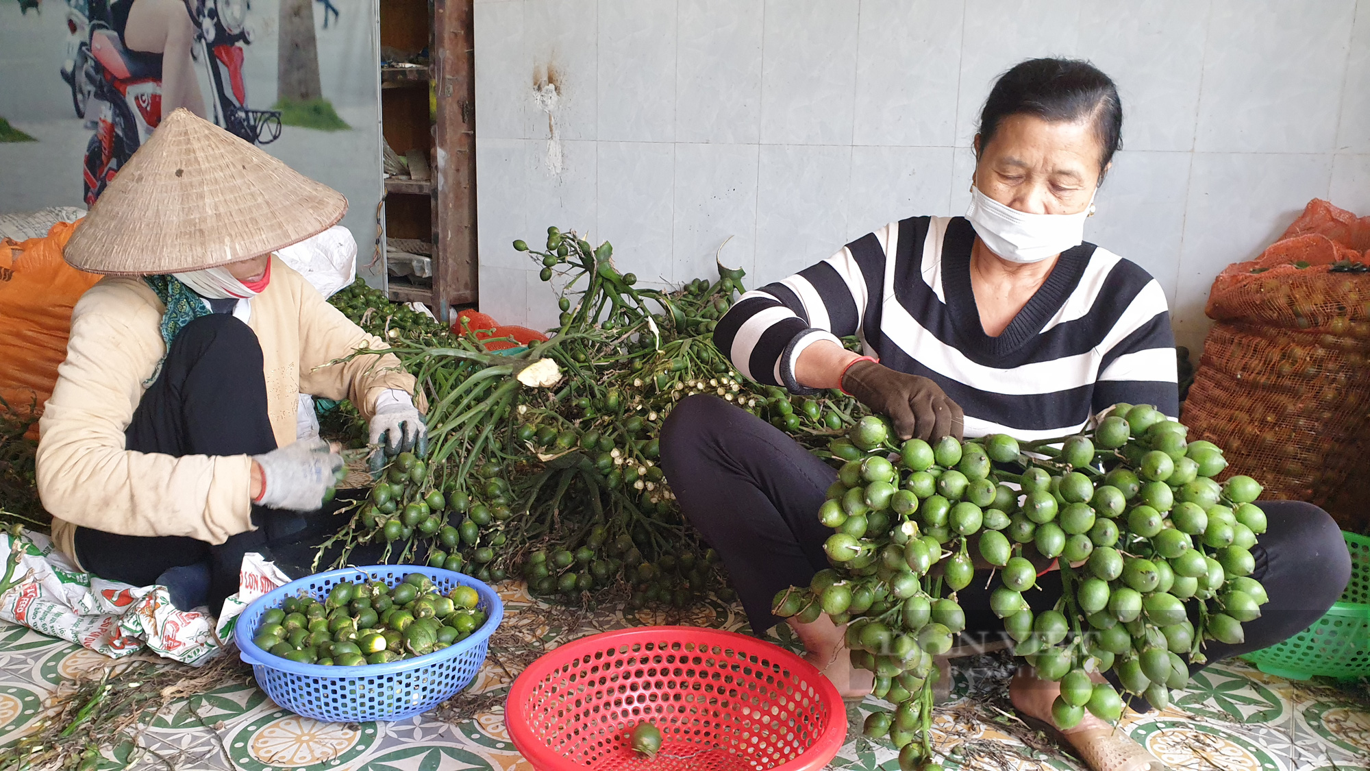 Thanh Hóa: Cau tươi được giá, mỗi cây kiếm nửa triệu, nông dân ở đây mừng như trúng số.   - Ảnh 3.