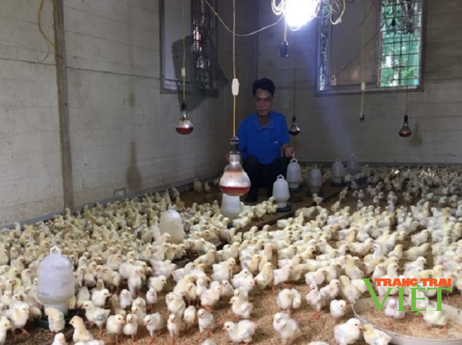Nông dân Hoà Bình: Ứng dụng chế phẩm vi sinh nuôi gà Lạc Thuỷ, lãi hàng trăm triệu đồng - Ảnh 1.