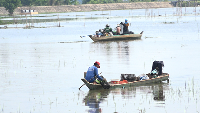 Đặc sản mùa nước nổi Đồng Tháp: Vì sao con cá linh lại chậm lớn? - Ảnh 1.