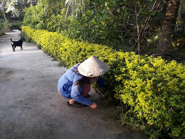 Cà Mau: Trồng cây cảnh, trồng hoa làm hàng rào, chị em vùng đất này khiến đường nông thôn mới đẹp như phim - Ảnh 2.