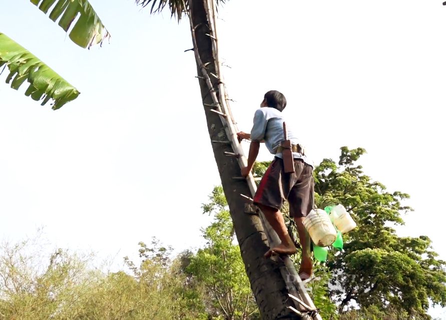 Độc lạ nghề trèo cây lấy thứ nước ngọt như đường của người Khmer ở An Giang - Ảnh 5.