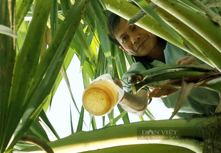 Độc lạ nghề trèo cây lấy thứ nước ngọt như đường của người Khmer ở An Giang - Ảnh 7.