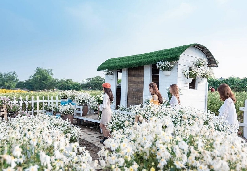 Top những vườn hoa thu hút giới trẻ Hà Nội trong mùa cúc họa mi 2021 - Ảnh 4.