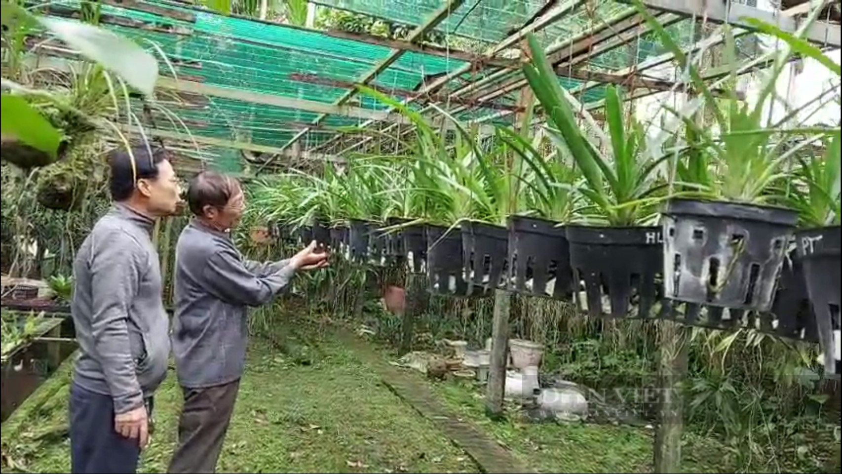 Hải Phòng: Người cựu chiến binh gần 30 năm trồng toàn thứ cây không ăn được không ngờ lại hái ra tiền - Ảnh 5.