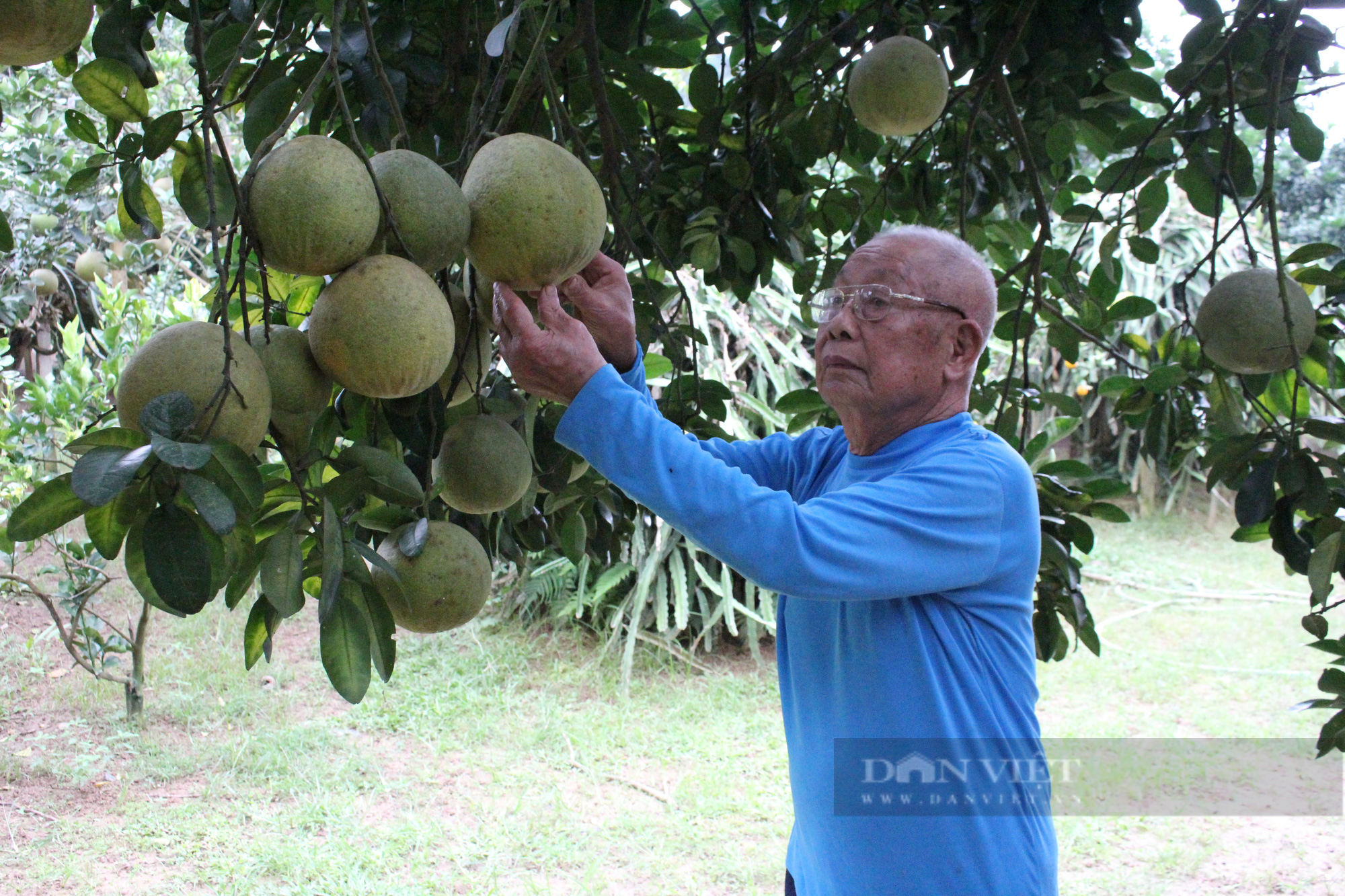 Hòa Bình: Vào vụ thu hoạch bưởi đỏ ở Tân Lạc, vì sao nông dân ở đây lại kém vui? - Ảnh 4.