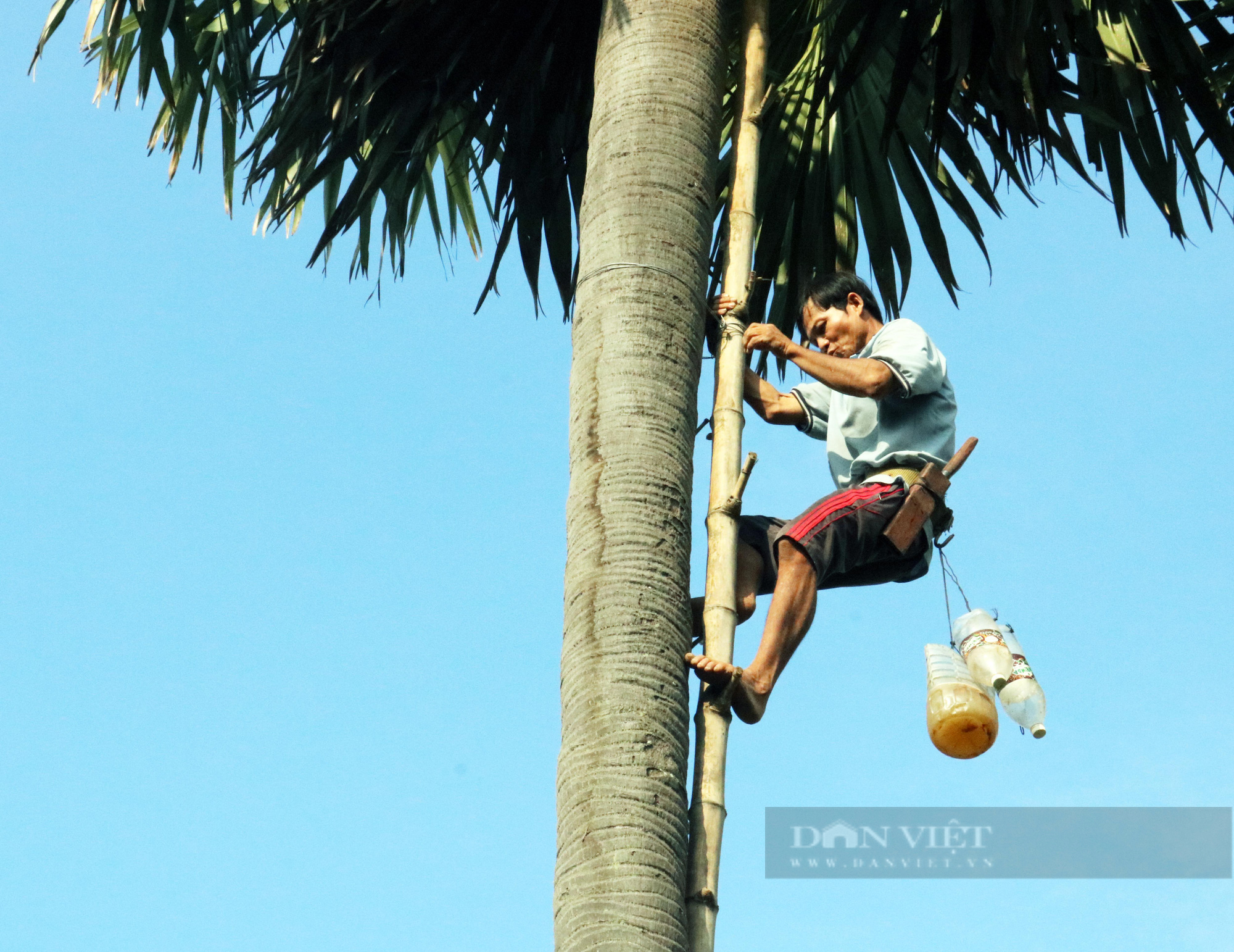 Độc lạ nghề trèo cây lấy thứ nước ngọt như đường của người Khmer ở An Giang - Ảnh 4.
