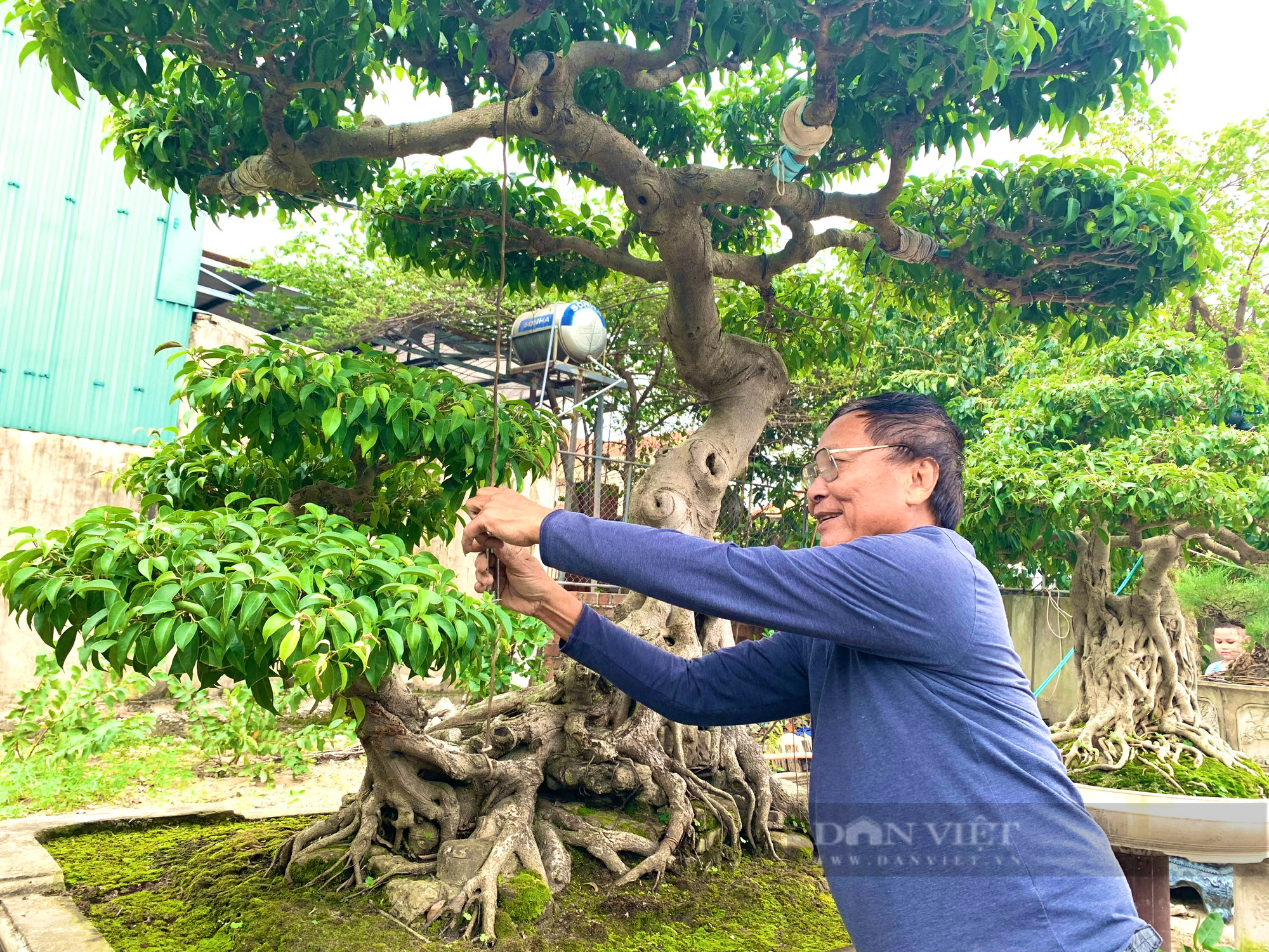 Quảng Bình: Doanh nhân có thú chơi cây cảnh hơn 30 năm, nhiều cây có giá 300 triệu đồng - Ảnh 3.