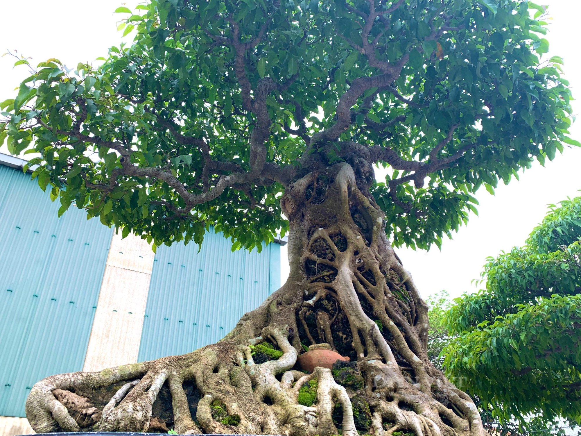 Quảng Bình: Doanh nhân có thú chơi cây cảnh hơn 30 năm, nhiều cây có giá 300 triệu đồng - Ảnh 6.